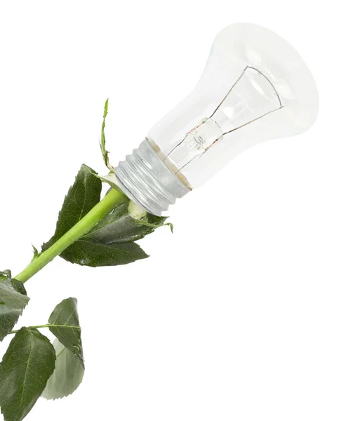Лампи з троянди — стокове фото