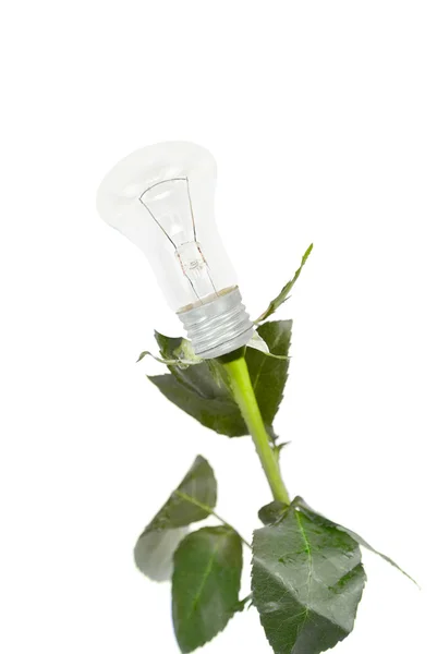 Rose lamp — Stockfoto