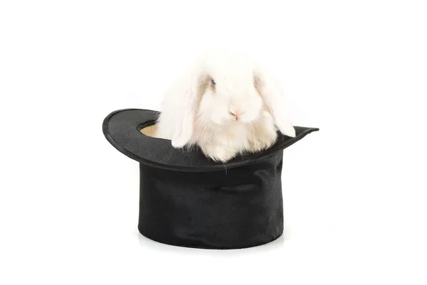 Rabbit at black hat — Stock Photo, Image