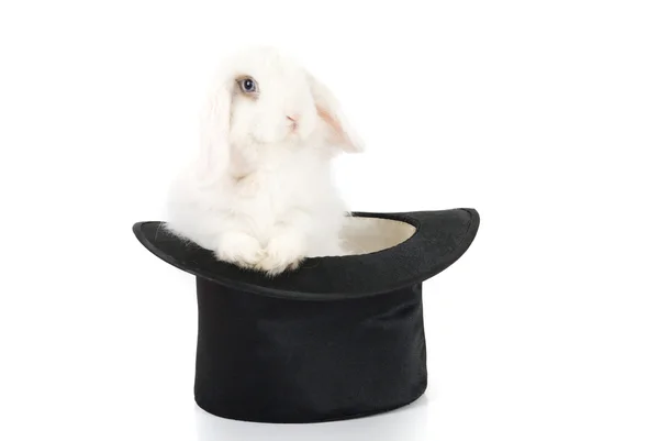 Rabbit and black hat — Stock Photo, Image