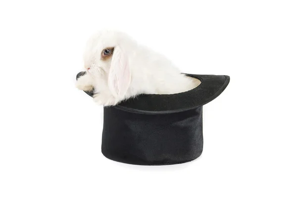 Kanin och svart hatt — Stockfoto