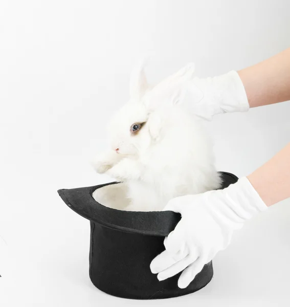 Lille kanin - Stock-foto