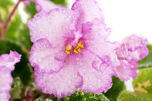 Flor violeta —  Fotos de Stock