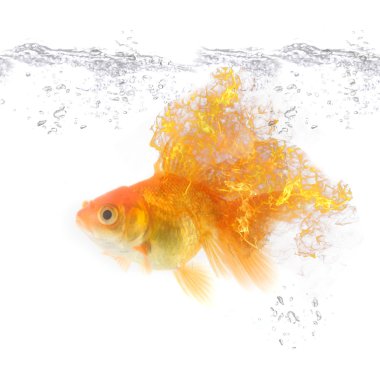 Gold fire fish clipart