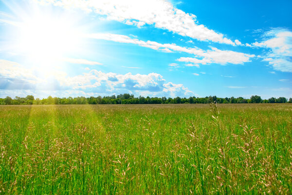 Field of green grass and perfect blue sky