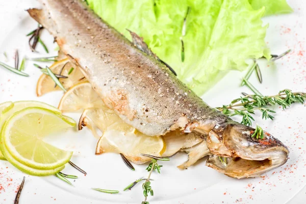 Trout fish — Stock Photo, Image