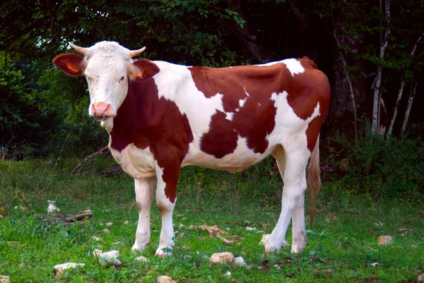 Una vaca. —  Fotos de Stock