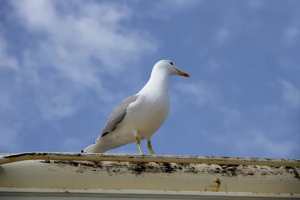 Herring gull on a boat deck — Stock Photo, Image