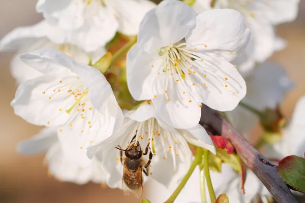 Медовая пчела и цветение вишни — стоковое фото