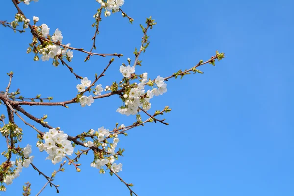 První Třešňové květy — Stock fotografie