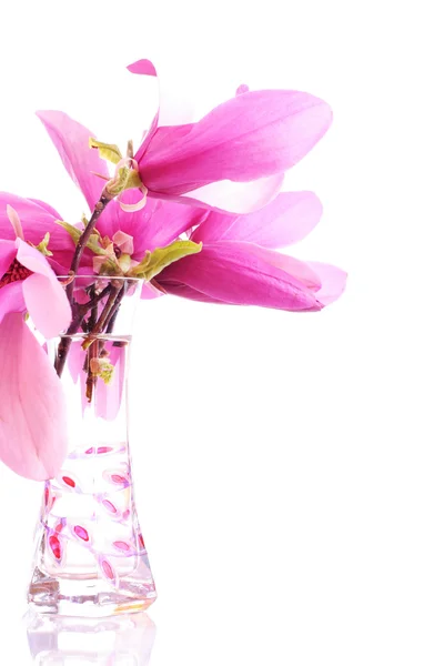 A magnólia floresce em um vaso — Fotografia de Stock