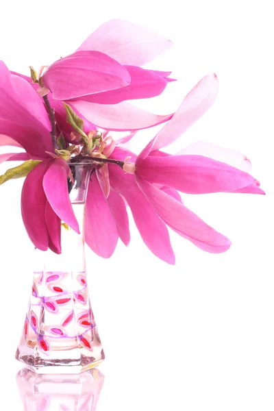 Lindas flores de magnólia em um vaso — Fotografia de Stock