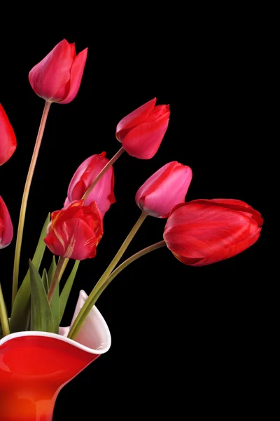 Rode tulpen op zwart — Stockfoto