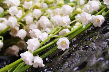 Lily of the valley clipart