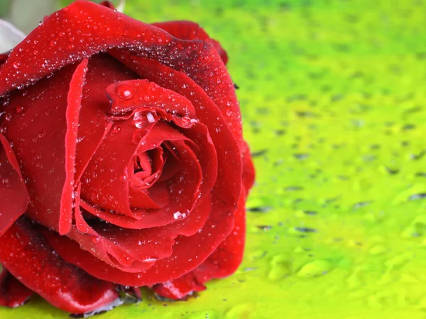 Прекрасна червона троянда з краплями роси — стокове фото