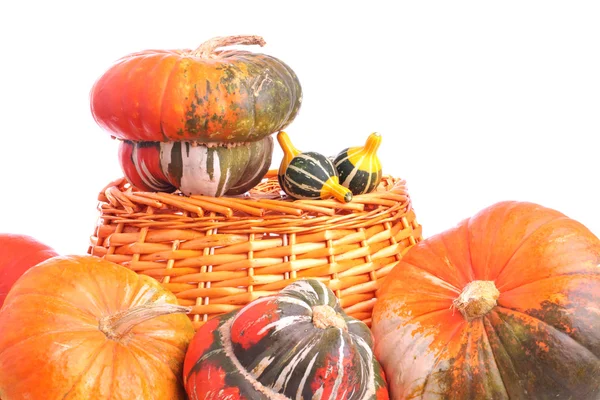 Turban squashes and ornamental gourds — Stock Photo, Image