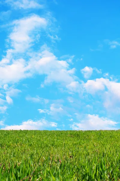 stock image Green wheat field against a beautiful blue sky