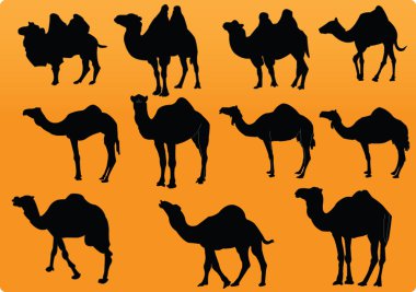 Camels collection clipart