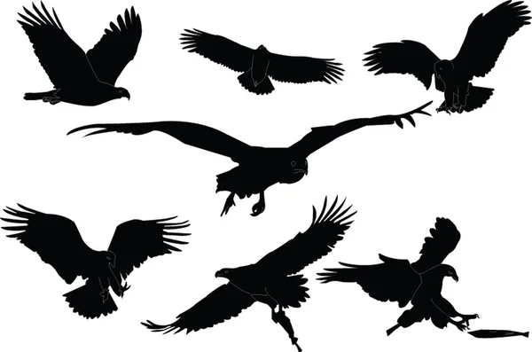 Colección de águilas — Archivo Imágenes Vectoriales