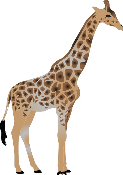 Ilustración de jirafa — Archivo Imágenes Vectoriales