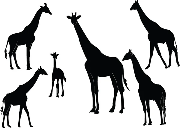 长颈鹿集合 — 图库矢量图片