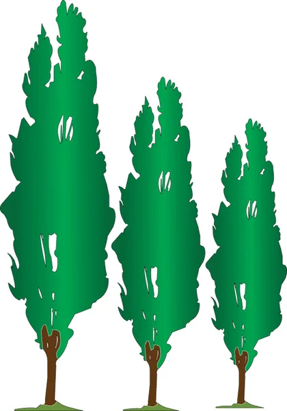 Three poplars — Stock Vector