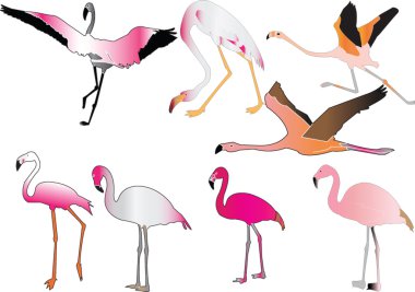 Flamingo collection clipart