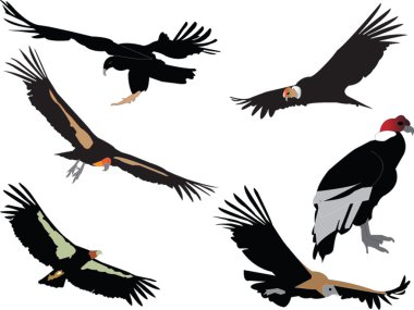 Condors collection clipart