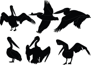 Pelicans collection clipart