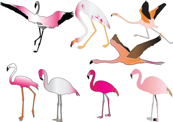 Flamingo koleksiyonu — Stok Vektör