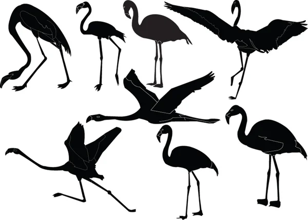 Flamingók gyűjtemény — Stock Vector