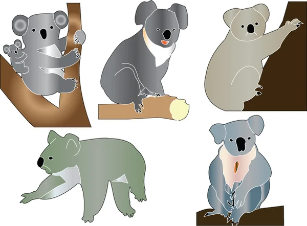Coleção Koala — Vetor de Stock