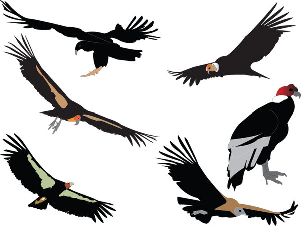 Condors collection