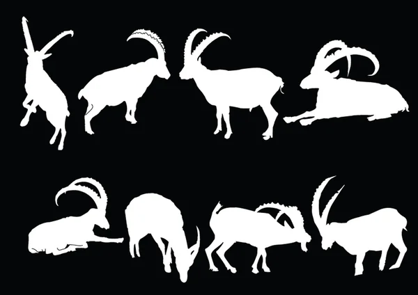 Ibex collection — Stock Vector