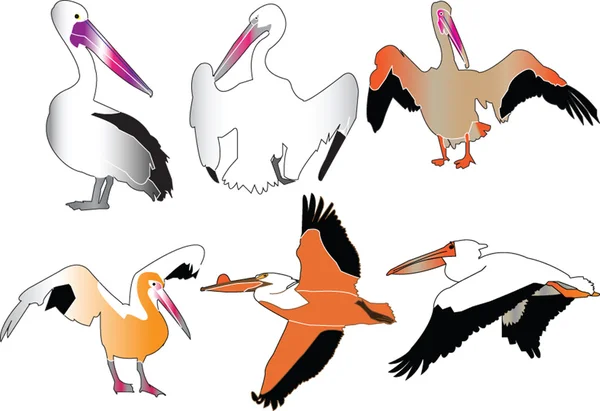 Коллекция пеликанов — стоковый вектор