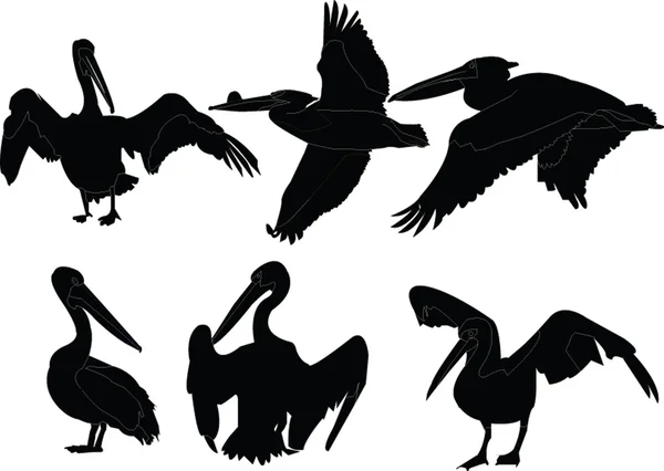 Pelicans collection — Stock Vector