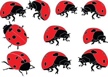 Ladybird collection clipart