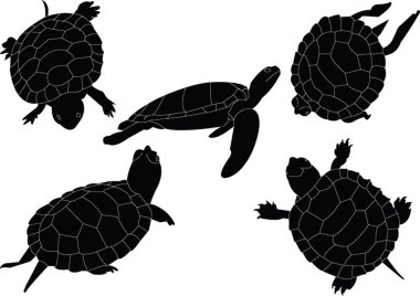 Turtles collection clipart