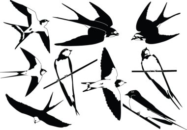 Swallows collection clipart