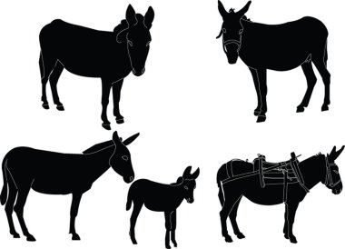 Donkey collection clipart