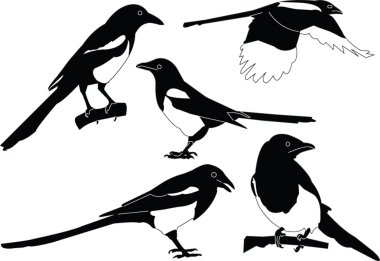 Magpies collection clipart