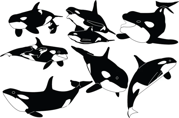 Whales collection — Stock Vector