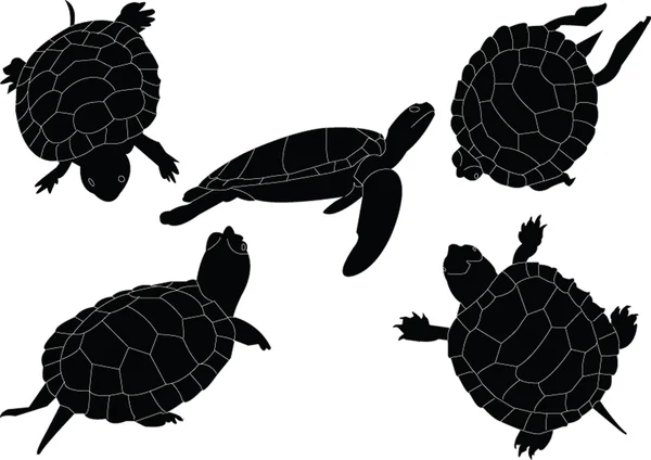 Turtles collection — Stock Vector