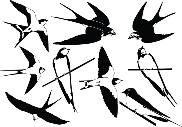 Swallows collection — Stock Vector