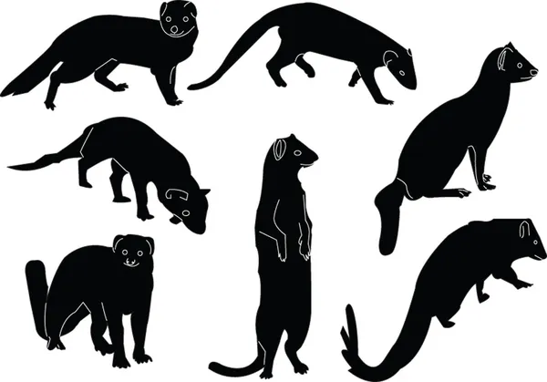 猫鼬集合插画-矢量 — 图库矢量图片