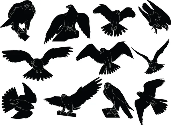 Colección de halcones — Archivo Imágenes Vectoriales