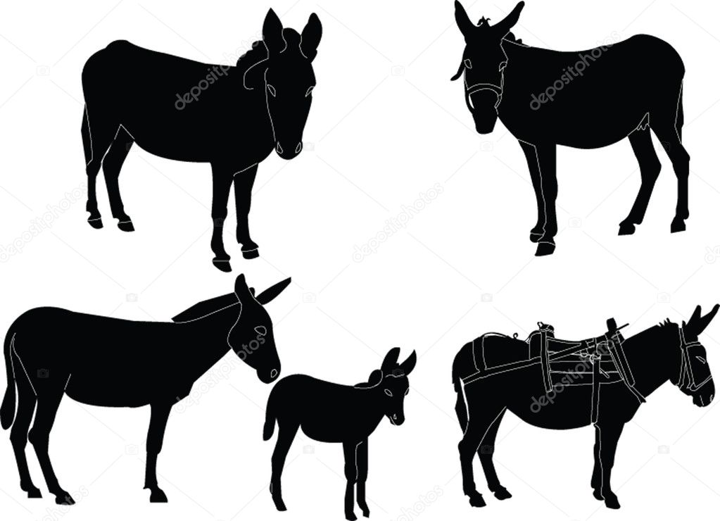 Donkey collection