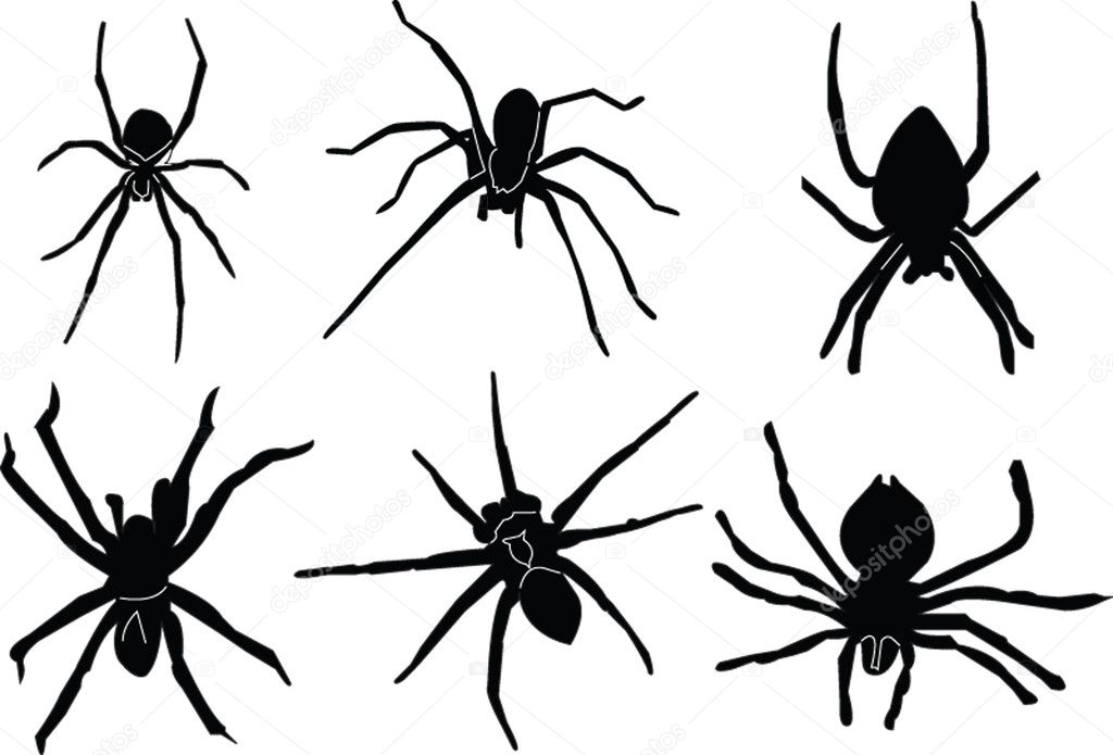 Spiders silhouette