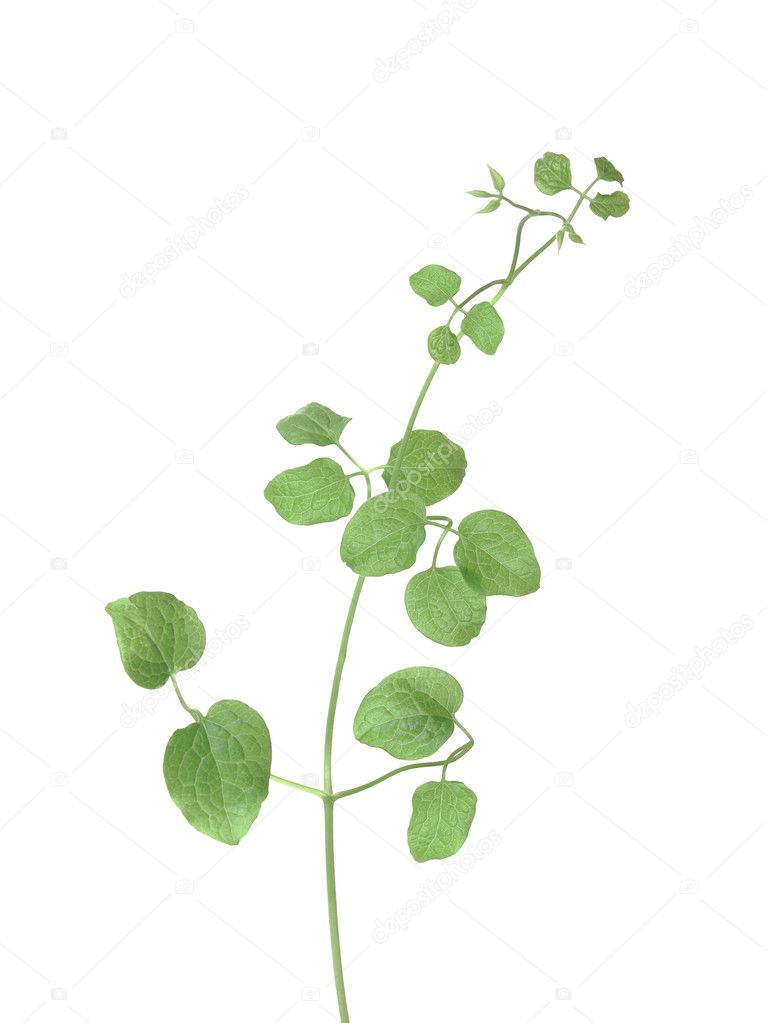 Isolated plant