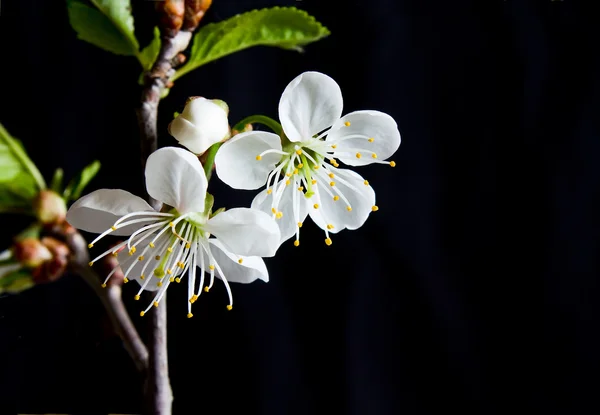Kirsikankukka — kuvapankkivalokuva